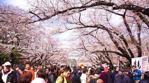 东京上野公园的樱花节
