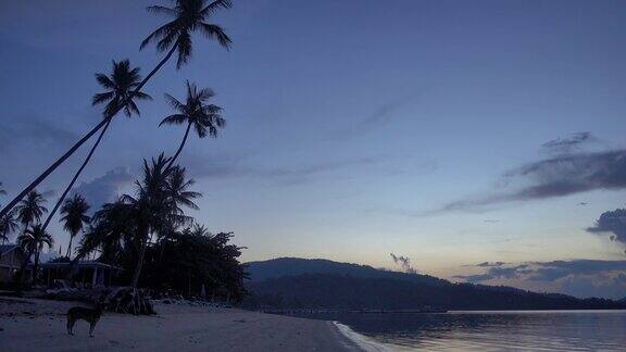 美丽的热带海滩和海洋与椰子树在天堂岛日落
