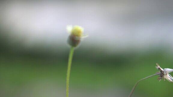 近距离的草地上的花