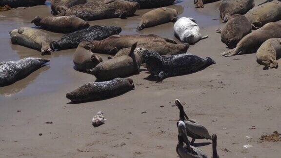 斑海豹玩打架和用鳍拍打对方