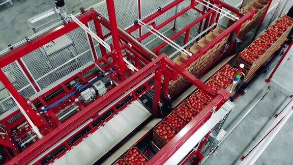 顶视图的机械输送机运输盒子与番茄