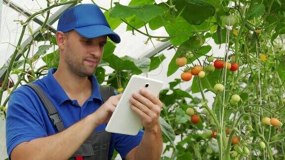 一名男子用数码平板电脑监控温室里番茄的生长