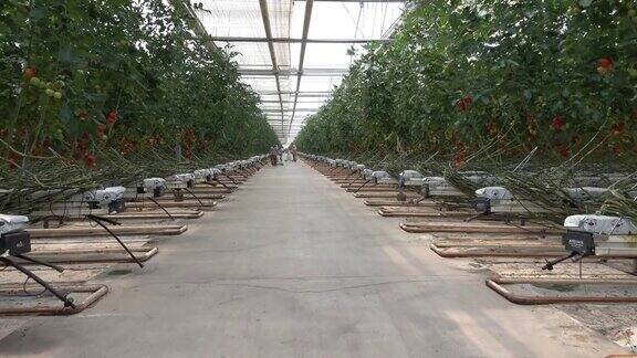 在温室里成熟的番茄