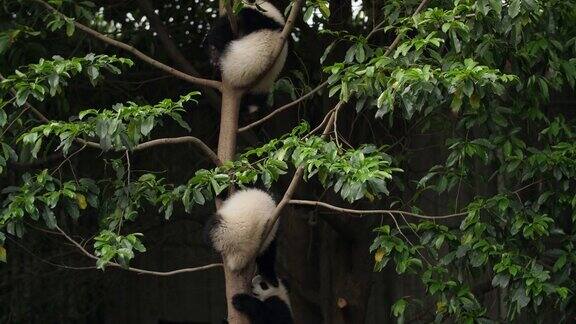 树上三只可爱的熊猫宝宝4k