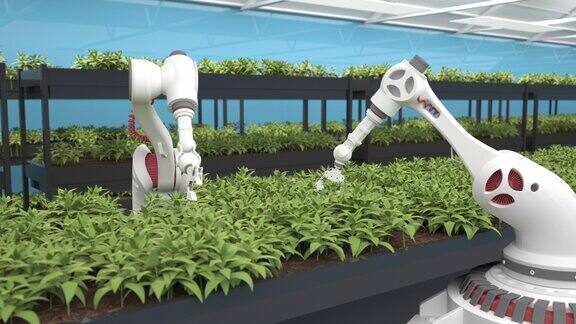 人工智能种植新鲜的香草和蔬菜健康饮食