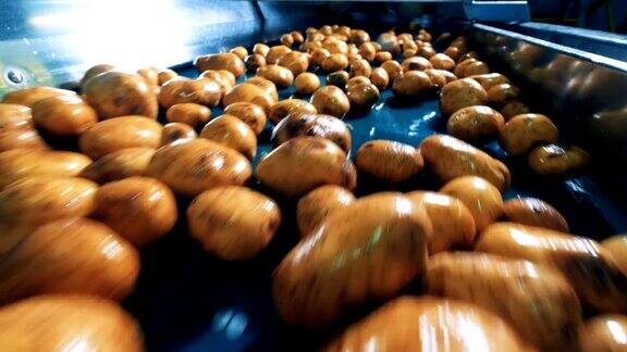 新鲜的土豆正沿着运输车运来