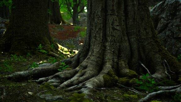 一棵长满苔藓的老树的根