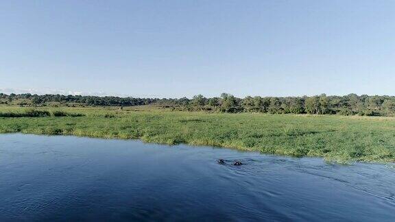 奥卡万戈河里的河马无人机的观点