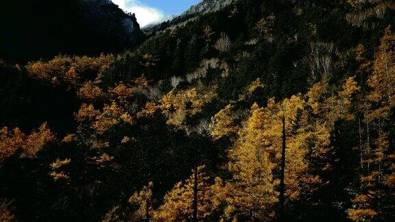 秋天山上美丽的黄色树木