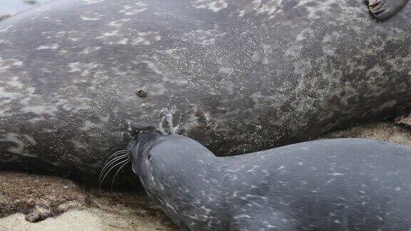 在拉霍亚湾新生的海象正在吸吮乳汁完全是慢镜头