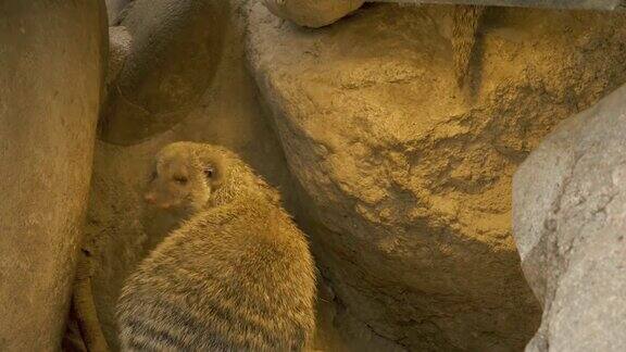 三只猫鼬在岩石上