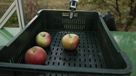 农业机器人用机械臂收割后把苹果放进板条箱