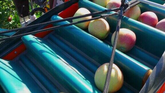 果园里的苹果采摘机
