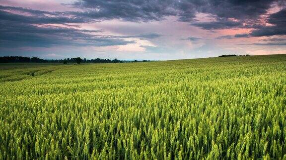8K拍摄的绿色麦田的云景