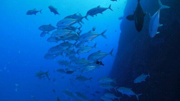海底的鲹鱼群