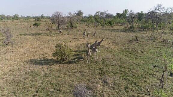 鸟瞰图一小群长颈鹿站在奥卡万戈三角洲博茨瓦纳