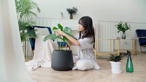 年轻的亚洲女性用手小心翼翼地擦去室内植物蒙斯特拉的叶子上的灰尘情人在家植物护理4k慢动作视频