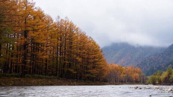 在日本长野县上高内国家公园景观时间间隔为4k河流和黄色的树在大雾天气中改变颜色