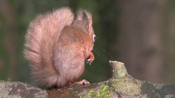 苏格兰森林里红松鼠坐在一根圆木上吃榛子
