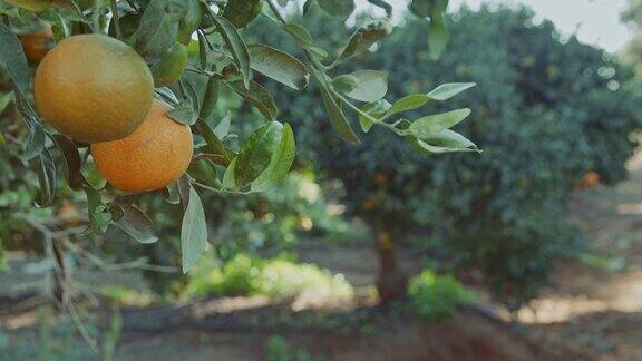 在橘子园的树上成熟的橘子果实