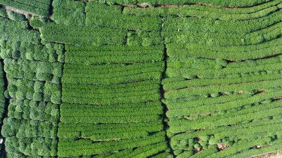 航拍绿茶种植园