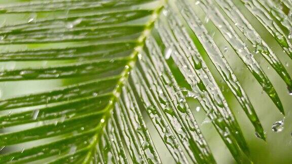 落在棕榈叶上的雨滴