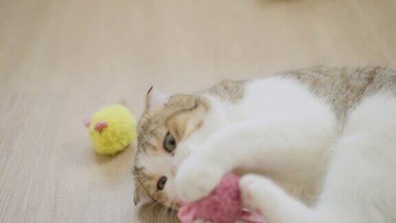 猫喜欢玩玩具