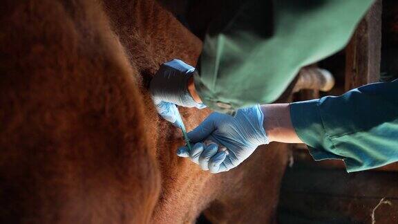 兽医在牛的颈部注射炭疽疫苗