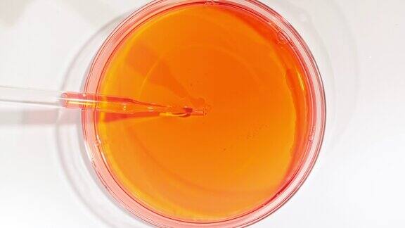 透明的红色液体油从移液管滴入培养皿化学实验室研究天然有机化妆品医药天然化妆品生产特写