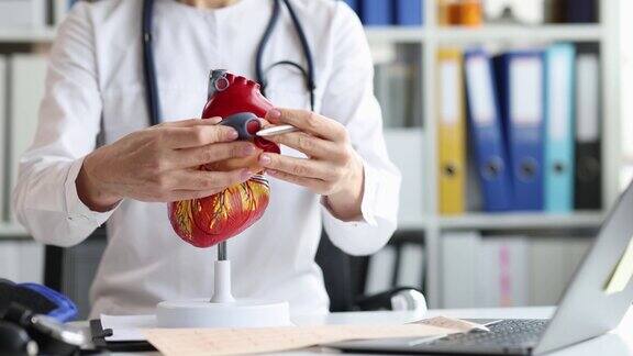 老师展示心脏的解剖模型