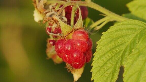 树枝上成熟的树莓