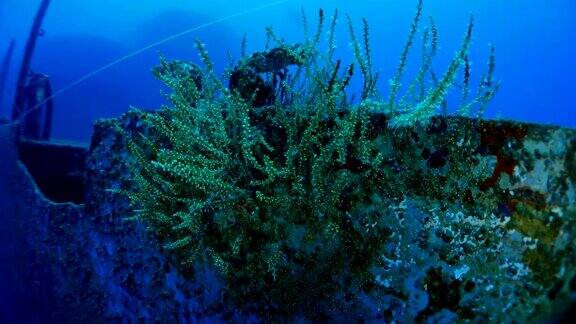 沉船甲板上的珊瑚