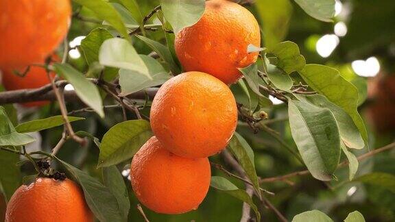 西班牙树上的橙子