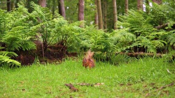 一只红松鼠在苏格兰林地环境中