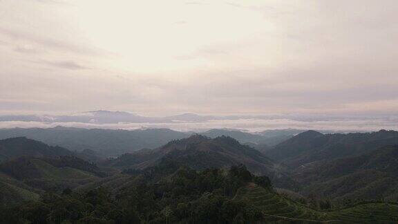 空中俯瞰森林树木朝向群山