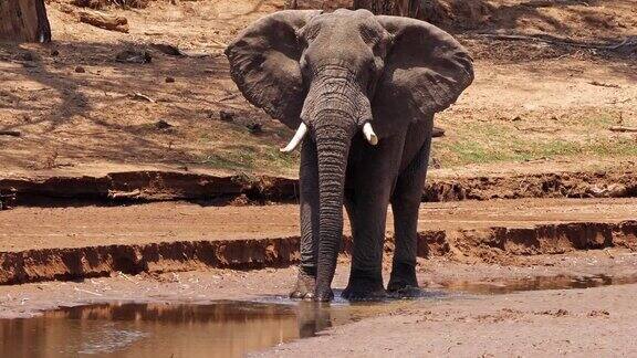非洲象loxodontaafricana成年人在肯尼亚桑布鲁公园的河边饮水实时4K