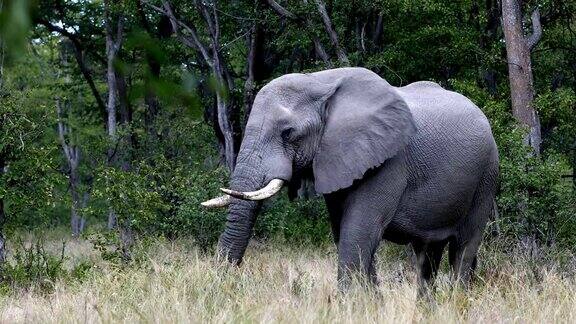 野生非洲象在博茨瓦纳