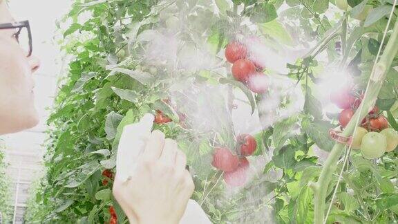 在温室里喷洒番茄植物的女性农民