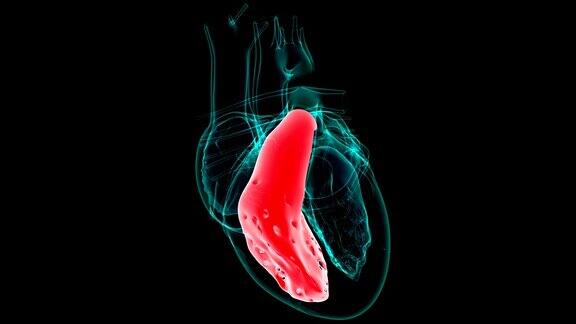 心脏解剖左心室医学概念3D