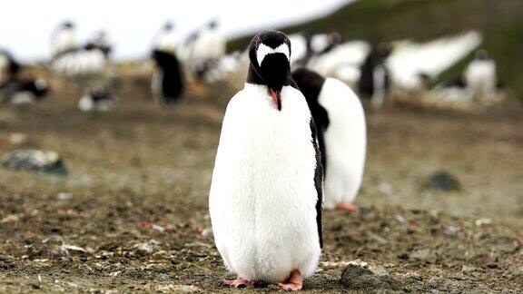 巴布亚企鹅幼崽的特写