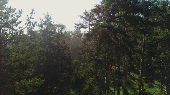 森林景观和春天的晨雾