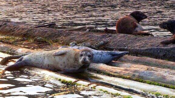 海豹哺乳动物在晒太阳海洋野生动物在原木上休息太平洋自然