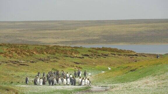 在福克兰群岛拍摄的国王企鹅