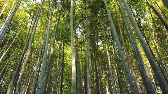 日本京都的岚山竹林