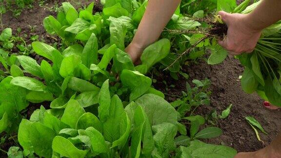 菠菜的收获一名妇女在收获菠菜采摘菠菜叶园艺