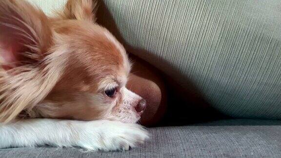 吉娃娃狗躺在沙发上