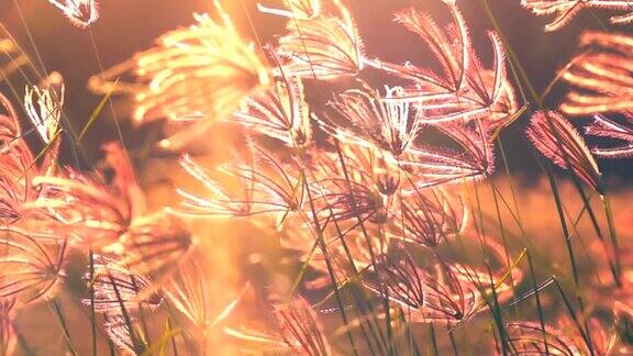 草原上的草随风飘动是美丽的和阳光的