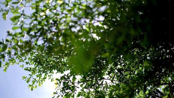 多莉拍摄阳光透过热带树木和树叶