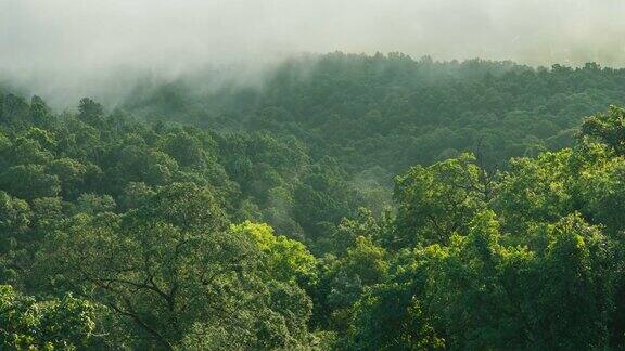 4K吨升雾状热带雨林