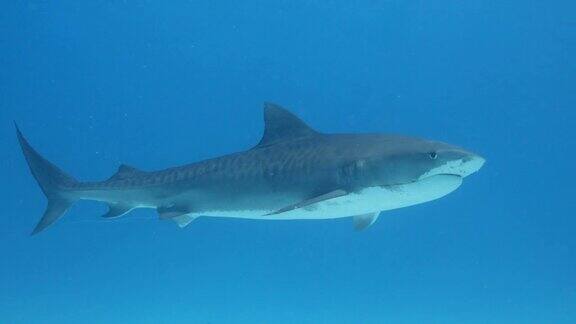 蓝水里的虎鲨